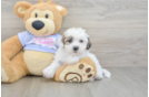 Little Shichon Designer Puppy