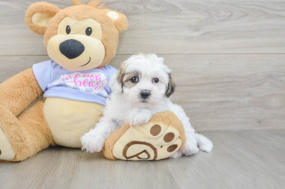 9 week old Teddy Bear Puppy For Sale - Simply Southern Pups