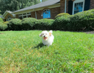 10 week old Teddy Bear Puppy For Sale - Simply Southern Pups