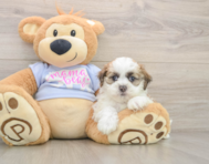 5 week old Teddy Bear Puppy For Sale - Simply Southern Pups