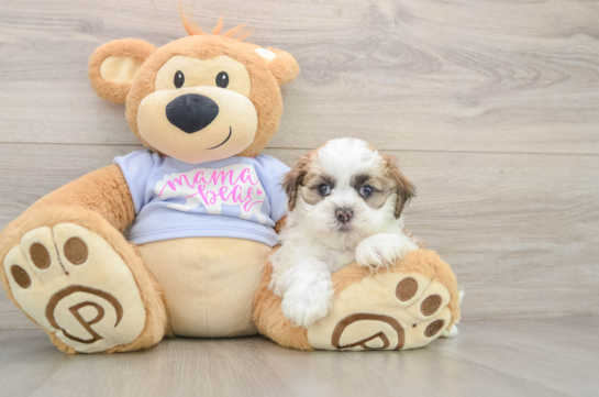 Best Teddy Bear Baby