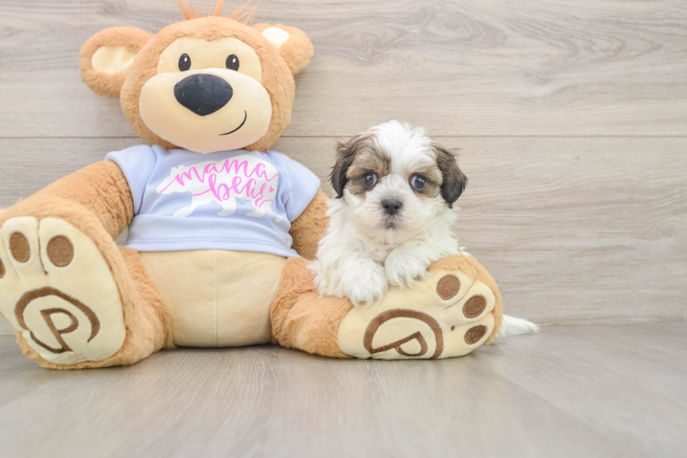 Adorable Shit Designer Puppy