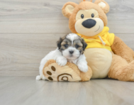 8 week old Teddy Bear Puppy For Sale - Simply Southern Pups