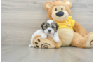 Fluffy Teddy Bear Designer Pup