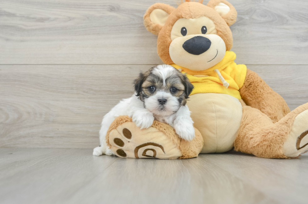 5 week old Teddy Bear Puppy For Sale - Simply Southern Pups