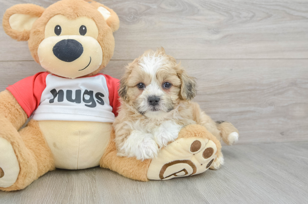 6 week old Teddy Bear Puppy For Sale - Simply Southern Pups