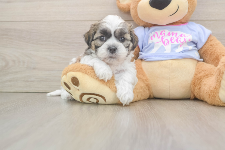 Adorable Shitzu Designer Puppy