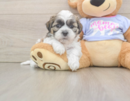 6 week old Teddy Bear Puppy For Sale - Simply Southern Pups