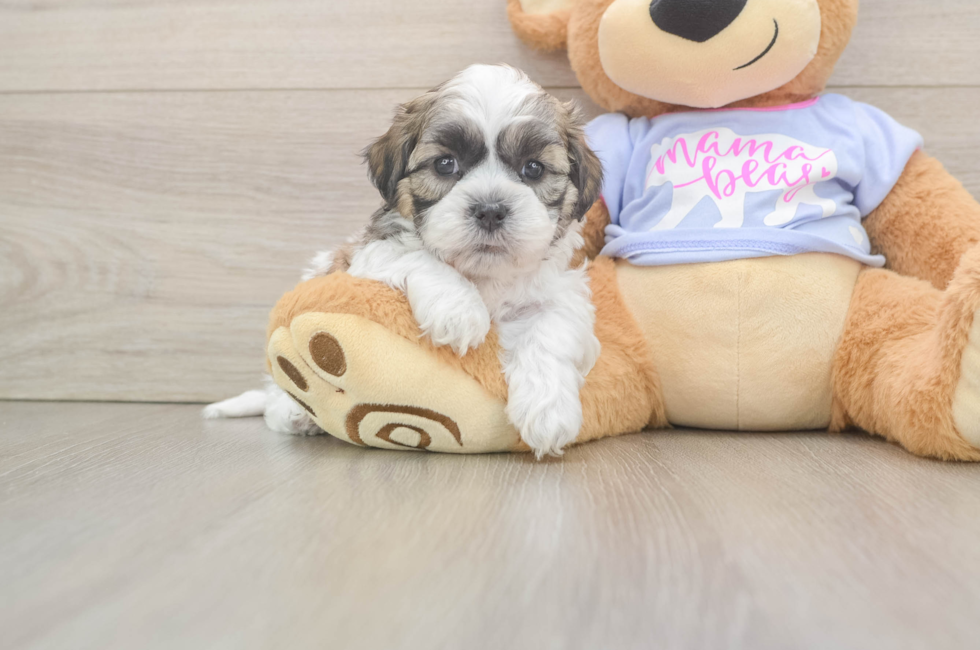 6 week old Teddy Bear Puppy For Sale - Simply Southern Pups