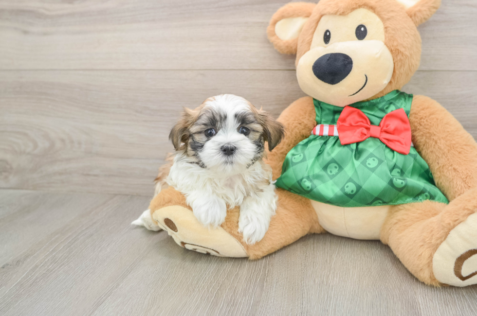 5 week old Teddy Bear Puppy For Sale - Simply Southern Pups