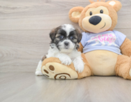 6 week old Teddy Bear Puppy For Sale - Simply Southern Pups