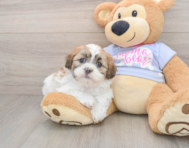 5 week old Teddy Bear Puppy For Sale - Simply Southern Pups