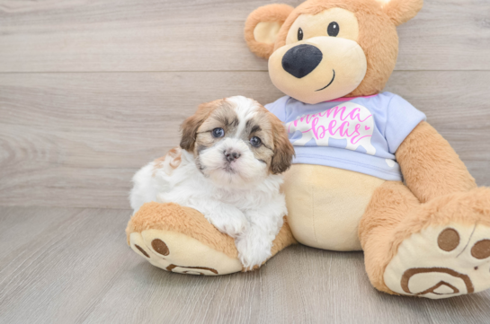 Funny Teddy Bear Designer Pup