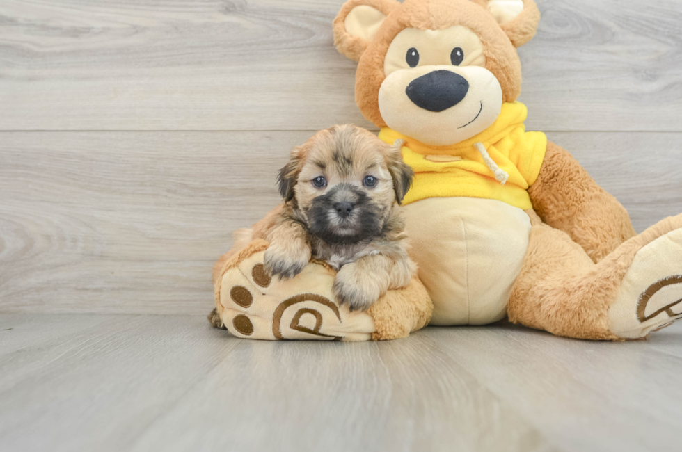 5 week old Teddy Bear Puppy For Sale - Simply Southern Pups