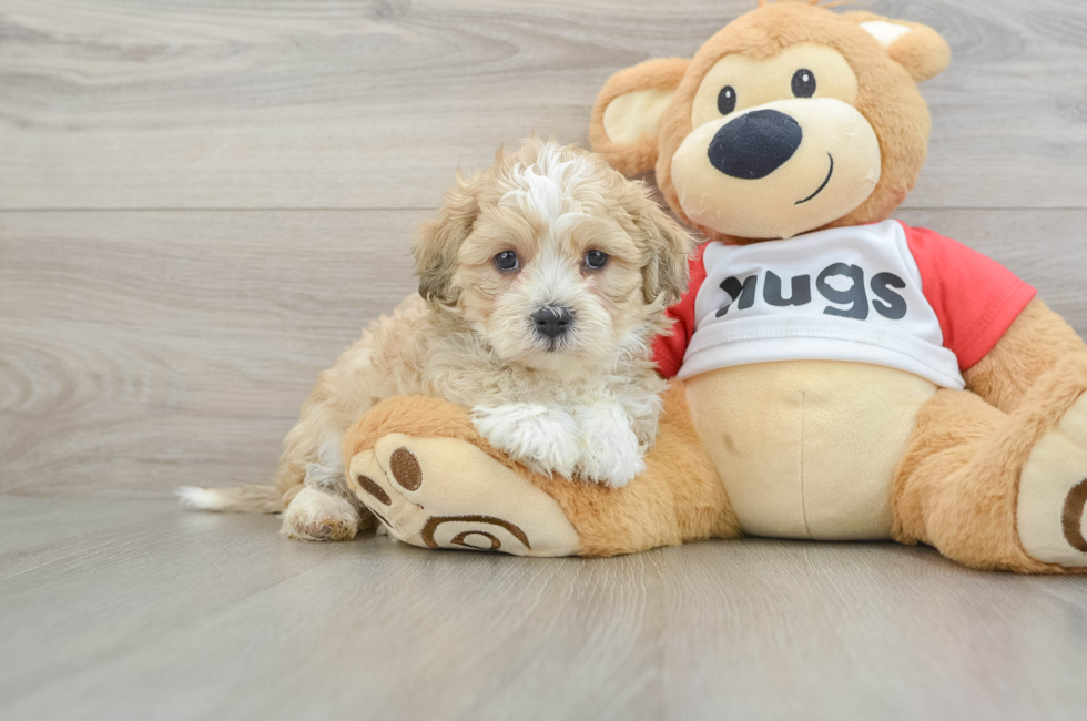 6 week old Teddy Bear Puppy For Sale - Simply Southern Pups