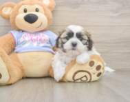 6 week old Teddy Bear Puppy For Sale - Simply Southern Pups