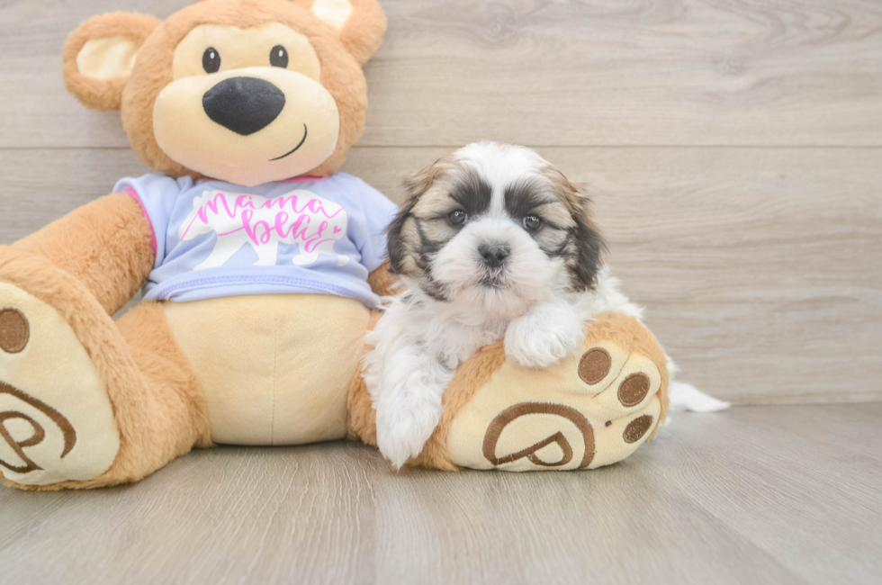 6 week old Teddy Bear Puppy For Sale - Simply Southern Pups
