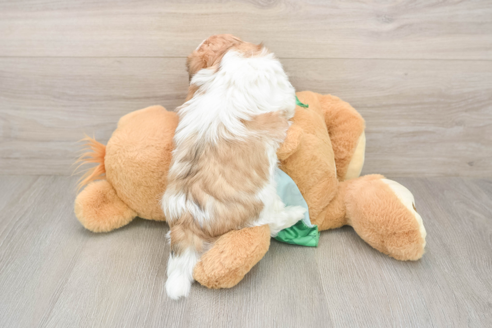 Best Teddy Bear Baby