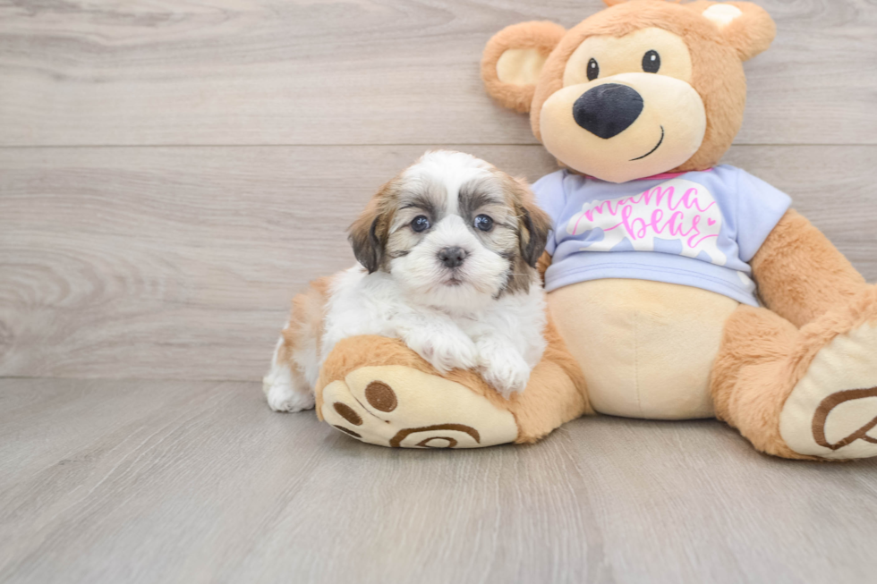 Teddy Bear Pup Being Cute