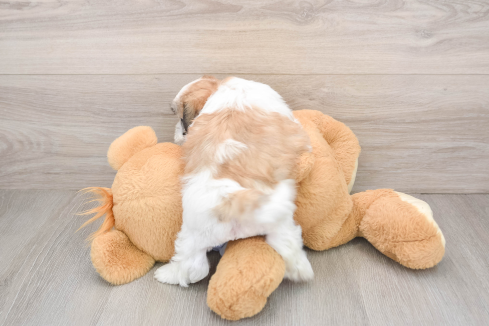 Teddy Bear Puppy for Adoption