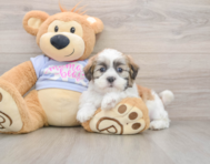 5 week old Teddy Bear Puppy For Sale - Simply Southern Pups