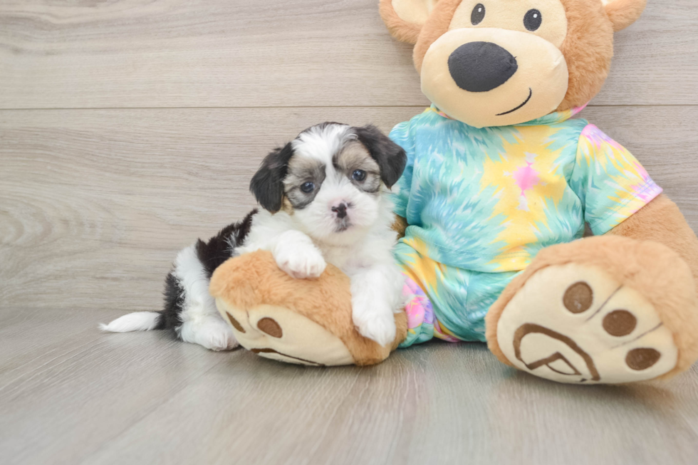 Happy Teddy Bear Baby