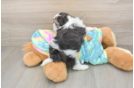 Best Teddy Bear Baby