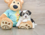 6 week old Teddy Bear Puppy For Sale - Simply Southern Pups