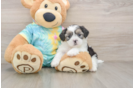 Cute Teddy Bear Baby