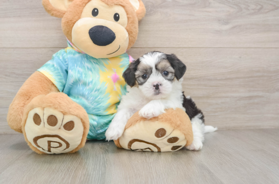 Cute Teddy Bear Baby