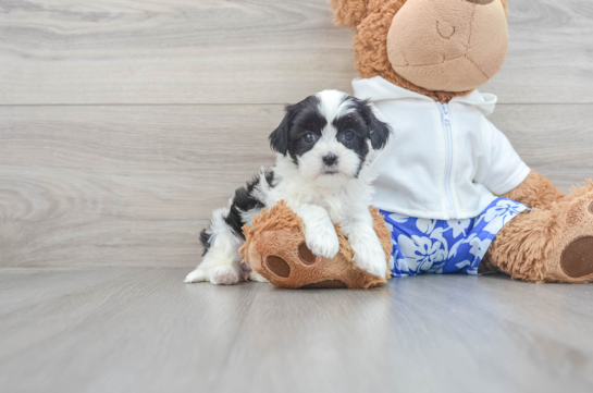Hypoallergenic Shitzu Designer Puppy