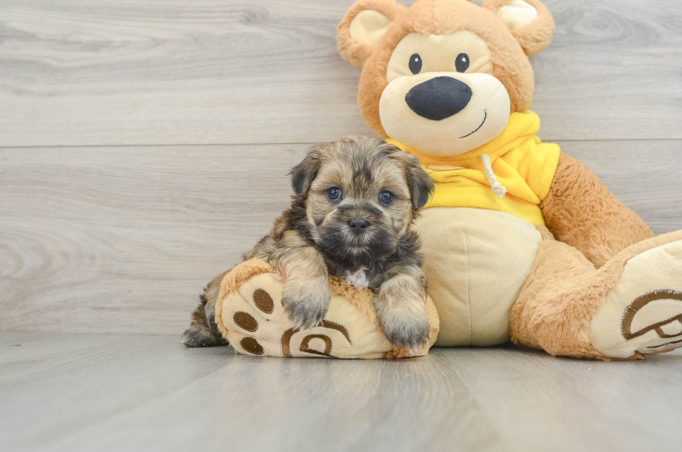 5 week old Teddy Bear Puppy For Sale - Simply Southern Pups