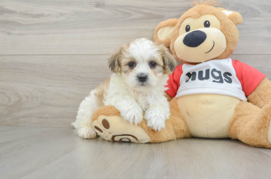 Popular Teddy Bear Designer Pup