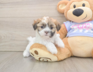 5 week old Teddy Bear Puppy For Sale - Simply Southern Pups