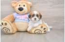 Best Teddy Bear Baby