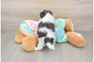 Funny Teddy Bear Designer Pup