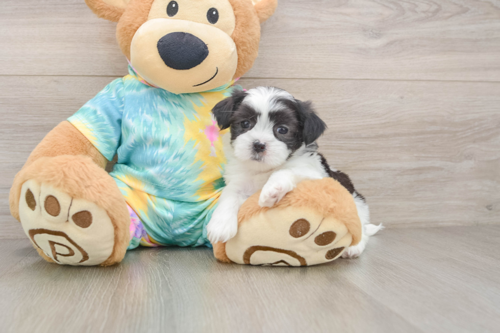 Teddy Bear Pup Being Cute