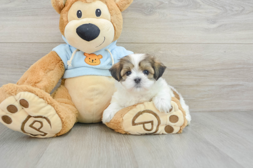 6 week old Teddy Bear Puppy For Sale - Simply Southern Pups