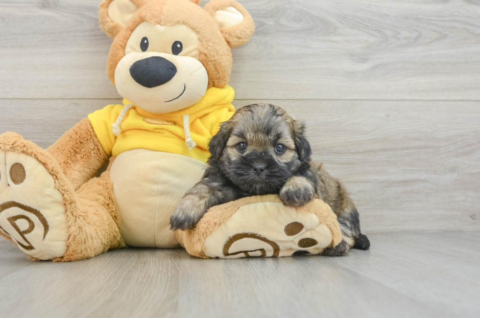 5 week old Teddy Bear Puppy For Sale - Simply Southern Pups