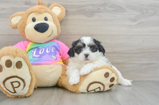 Smart Teddy Bear Designer Pup