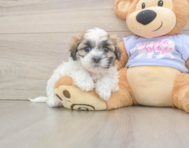 6 week old Teddy Bear Puppy For Sale - Simply Southern Pups