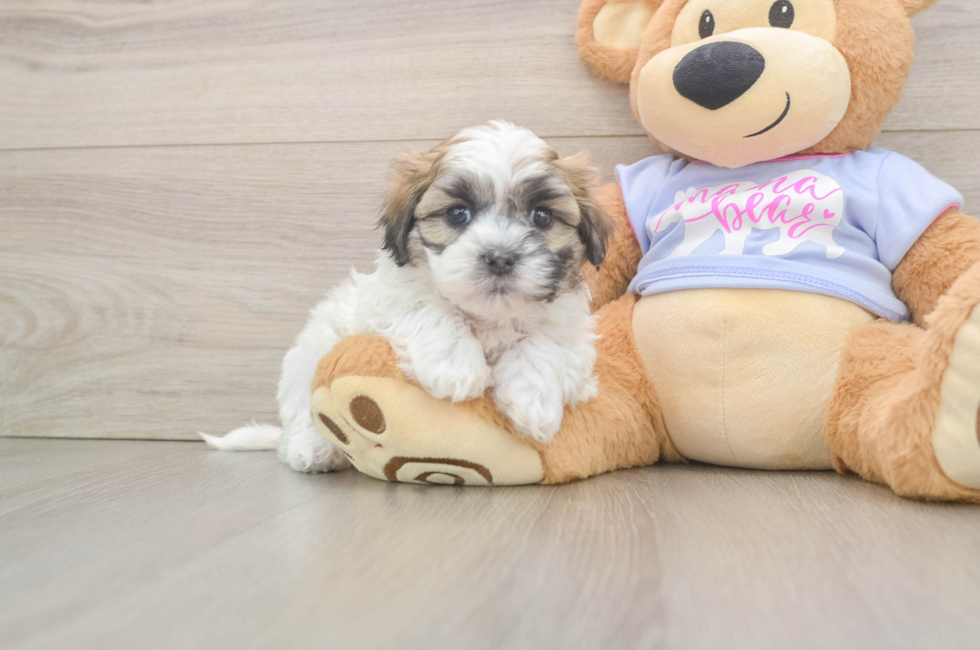 6 week old Teddy Bear Puppy For Sale - Simply Southern Pups