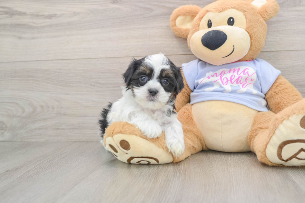 Friendly Teddy Bear Baby