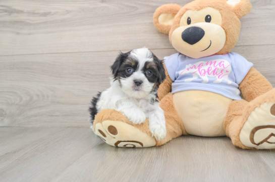 Friendly Teddy Bear Baby