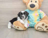6 week old Teddy Bear Puppy For Sale - Simply Southern Pups
