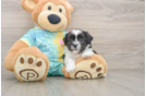 Teddy Bear Pup Being Cute