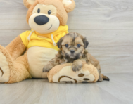 9 week old Teddy Bear Puppy For Sale - Simply Southern Pups