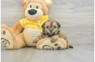 Teddy Bear Puppy for Adoption