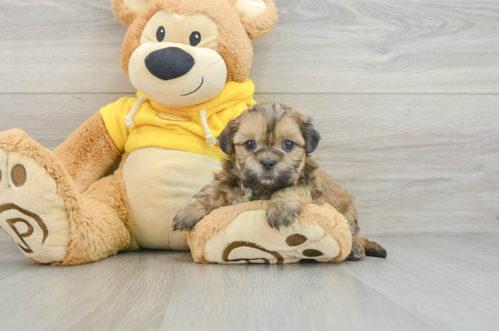 5 week old Teddy Bear Puppy For Sale - Simply Southern Pups