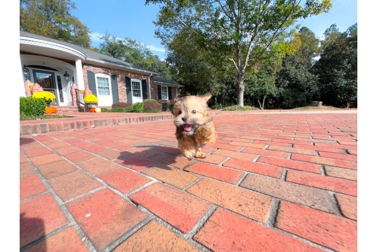 Teddy Bear Puppy for Adoption